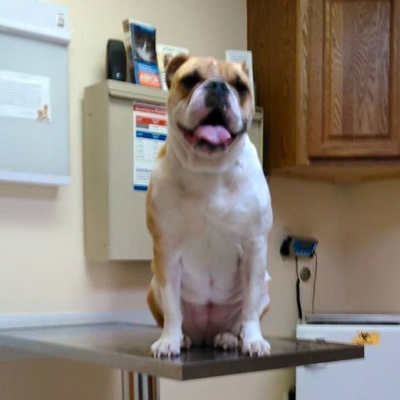 Meet your Posher, Dan - Picture 1 of 1